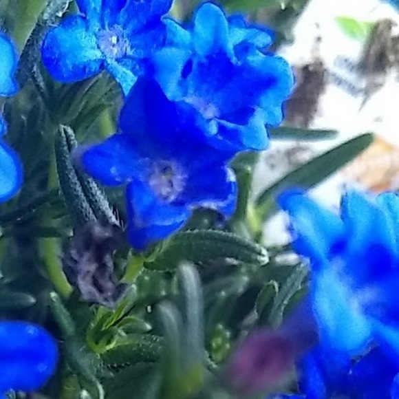 Meet your Posher, Vivian - Picture 1 of 1